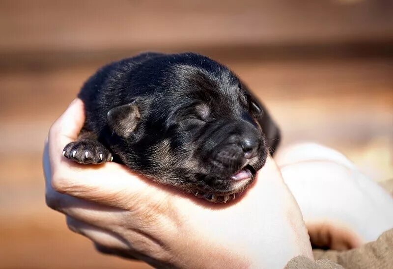 список для собаки что купить. периоды роста развития формирования собаки. презентация по кормлению собаки. во сколько забирать щенка от мамы. чем кормить щенка той терьера 1.
