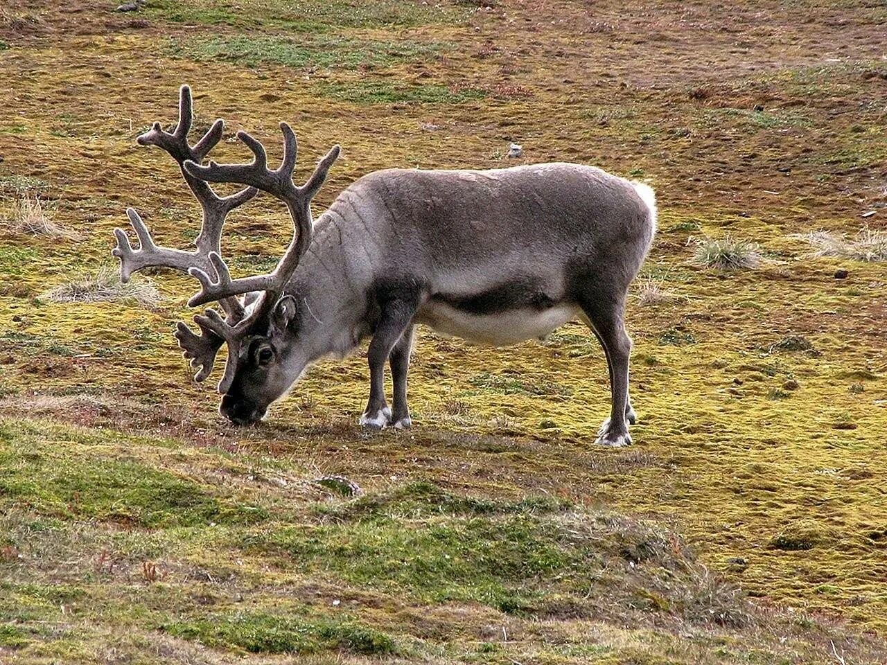 Северный олень в тундре. Северный олень (Rangifer tarandus). Лапландский заповедник Северный олень. Северный олень в лесотундре. Тундра ж