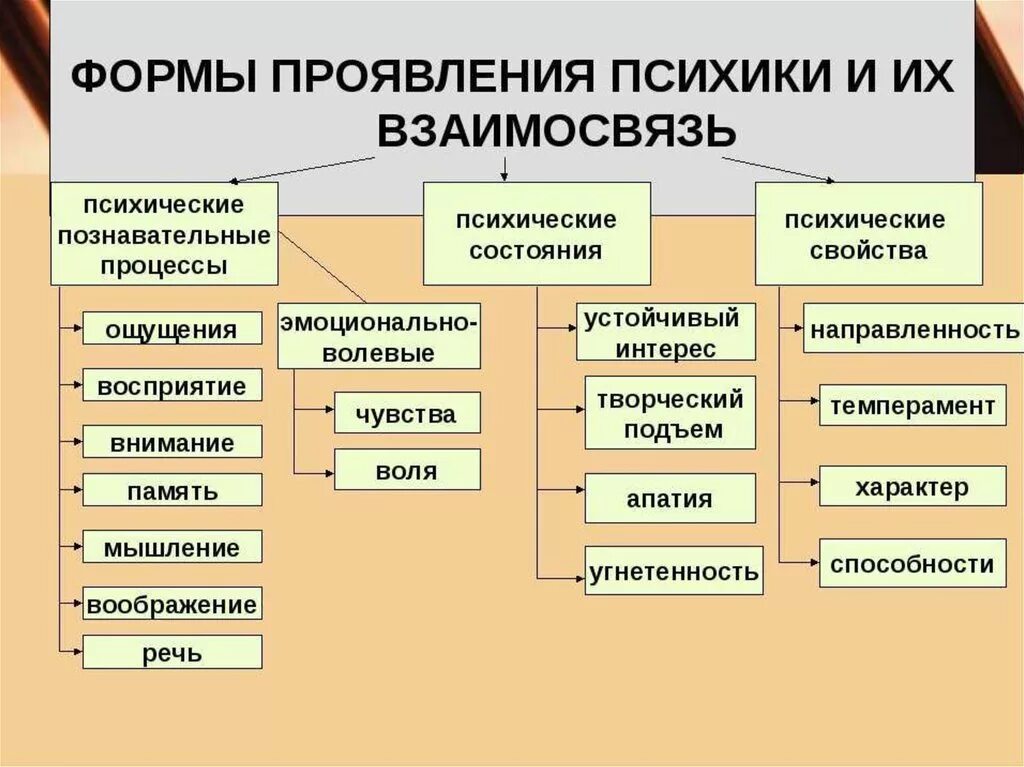 Формы проявления творчества. Основные формы проявления психики процессы состояния свойства. Психические процессы человека схема. Формы проявления психики и их взаимосвязь. Основные формы психических процессов человека.