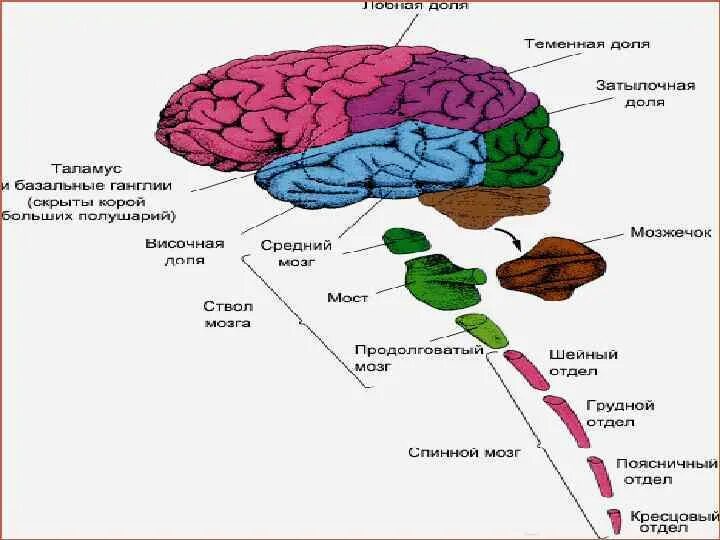 Центры в теменной доле. Строение теменной доли мозга.