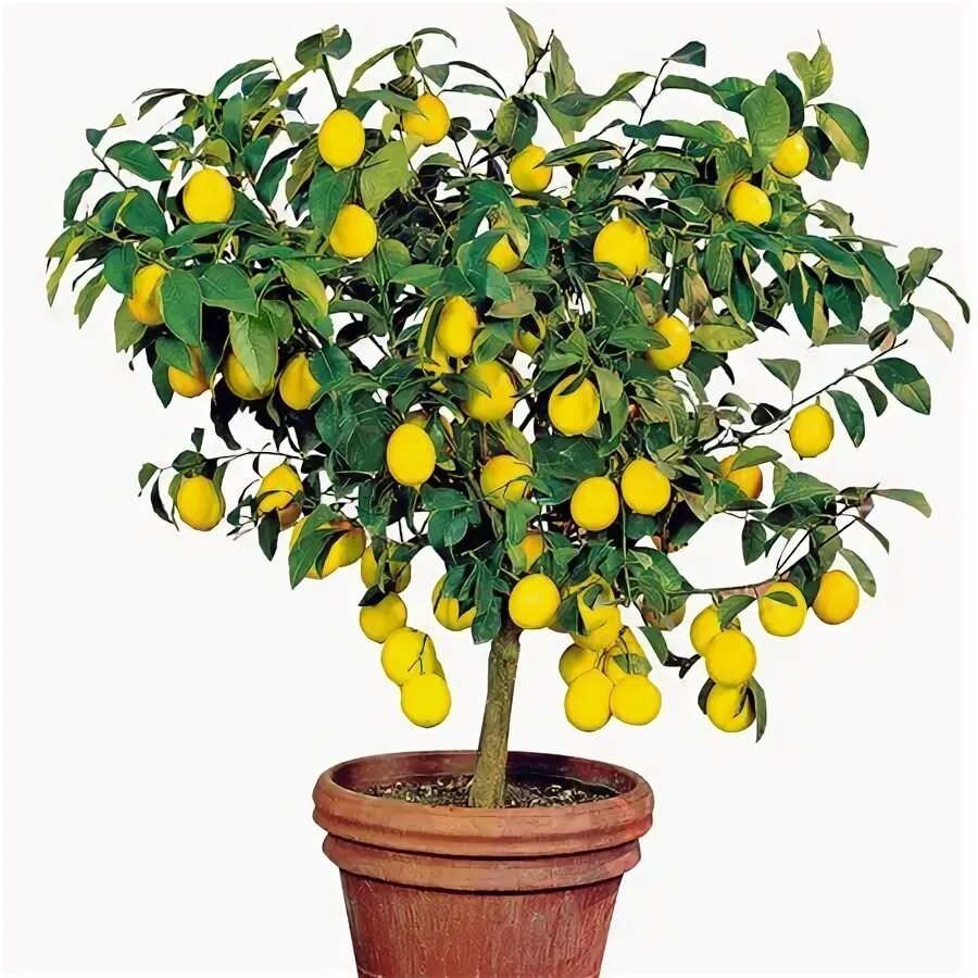 Lemon Tree Megalithic Culture Pictures Malta in Global-Geography