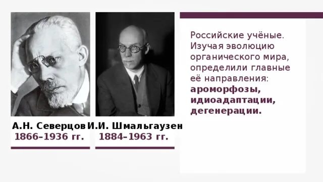 Северцов вклад в биологию. Шмальгаузен вклад в биологию. северцов и шмальгаузен.