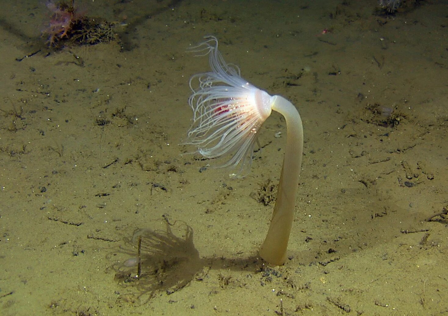 Полип сцифоидных медуз. Медуза сердцевидка. Строение сцифоидного полипа. Полип медузы. Жизненный цикл сцифомедузы аурелия.