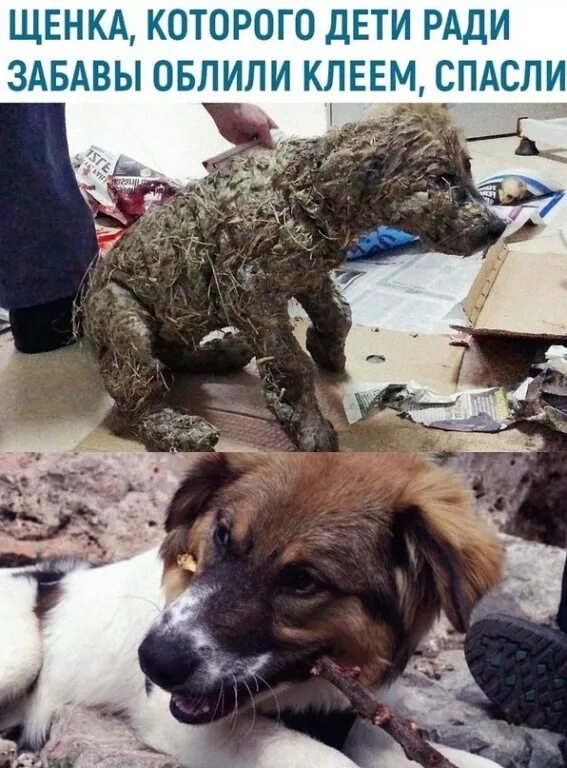 издеваются животные. издевательства людей над животными. издеваются животные. дети издеваются над собакой. издевательство над животными.