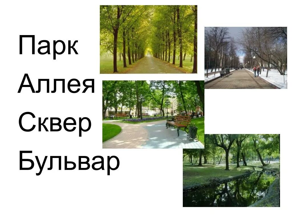 Парк различия. Бульвар аллея сквер разница. парки скверы бульвары. парк сквер бульвар отличия. различие парков и скверов.