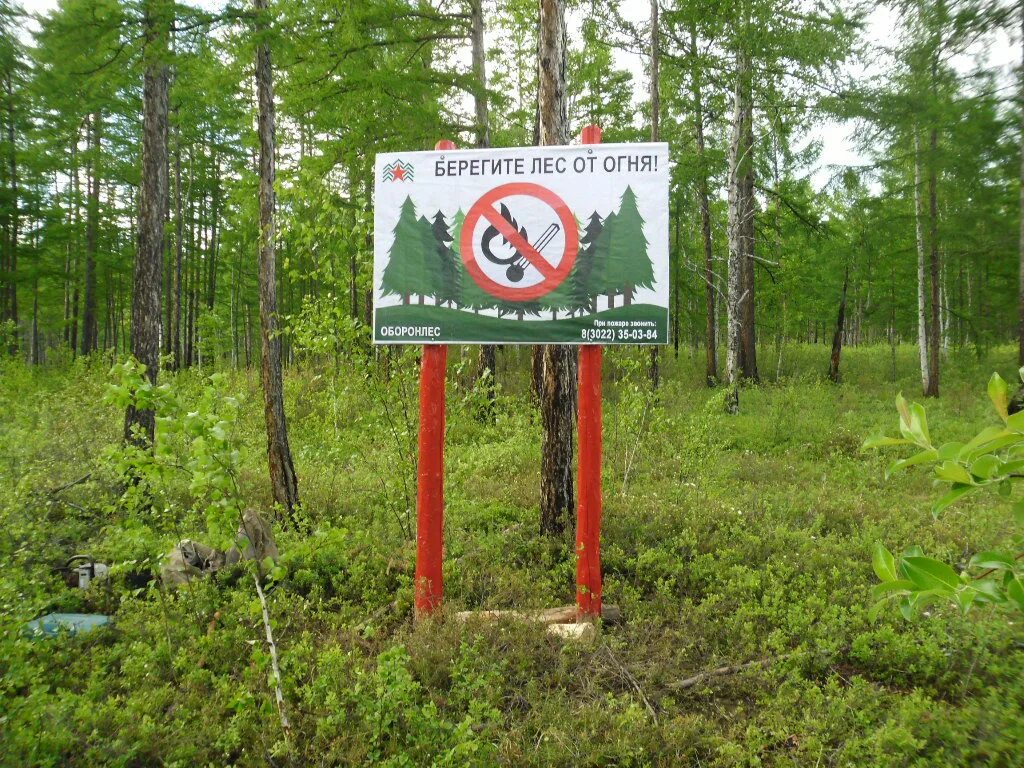 Красный лес участок. Противопожарное обустройство лесов. Противопожарные мероприятия леса. Противопожарные аншлаги в лесу. Противопожарное обустройство лесов от пожаров.