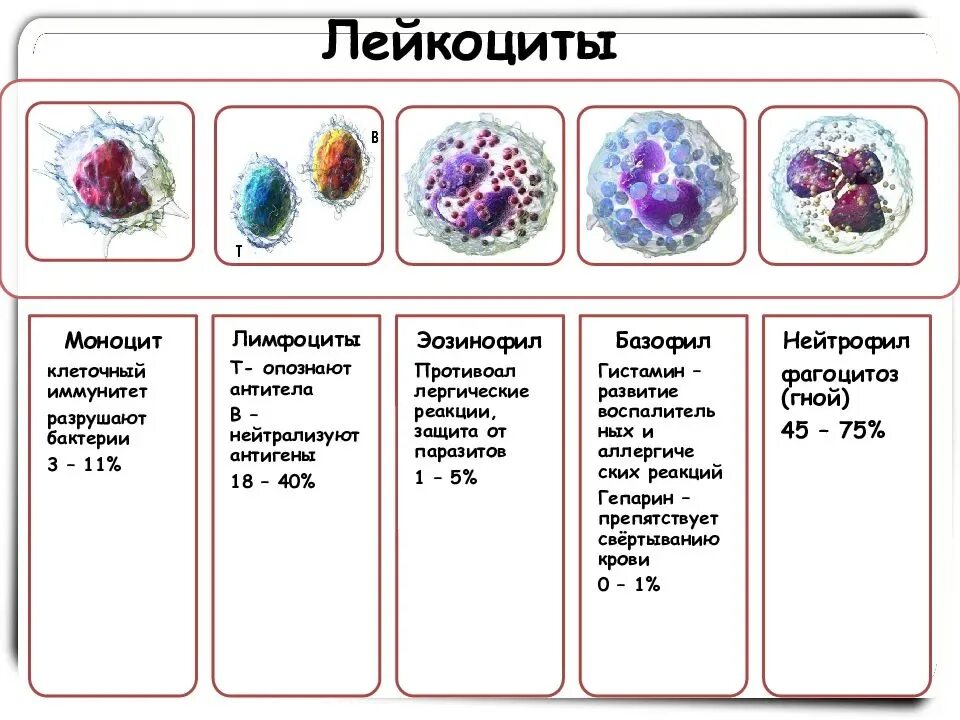 Сколько клеток крови. Строение лейкоцитов. Строение лейкоцитов схема. Лимфоцит строение клетки. Функции клеток крови лейкоцитов.