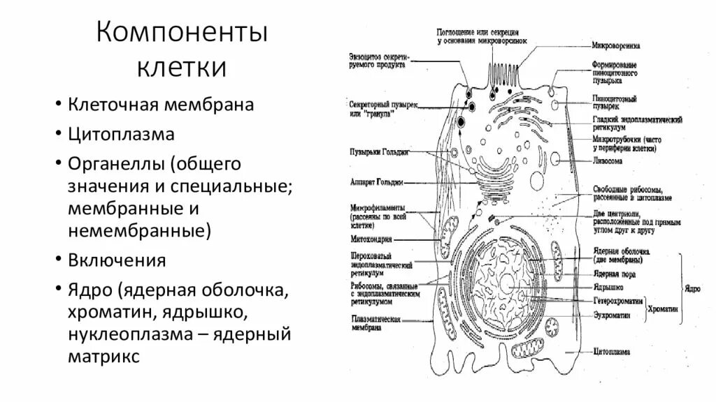 Функции составляющих клетки. Органеллы клетки гистология. Структурные компоненты клетки гистология. Органеллы и включения гистология. Мембранные органеллы гистология.