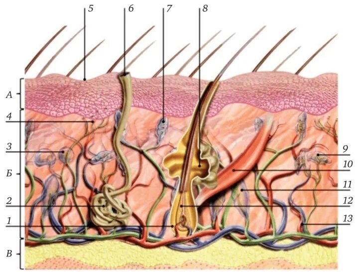 Эпидермис кожных покровов. Анатомия человека кожный Покров. Слои кожного Покрова эпидермис. Строение кожного Покрова эпидермис дерма гиподерма. Однороден ли волосяной покров на теле млекопитающего