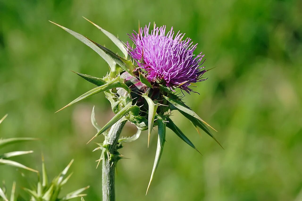 Чертополох описание. Расторопша пятнистая (Silybum Marianum). Чертополох поникающий. Расторопша Бодяк чертополох. Расторопша чертополох татарник.