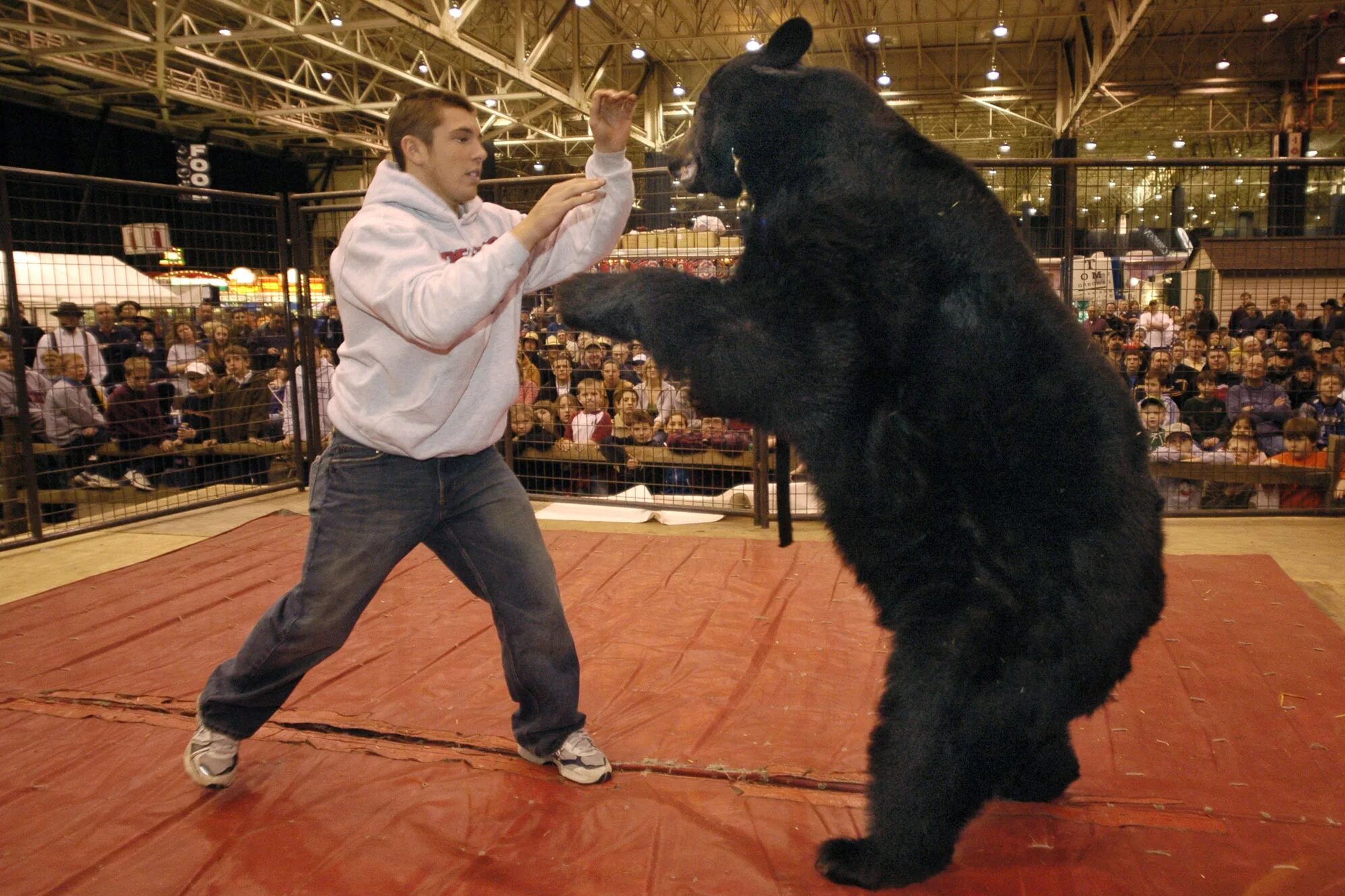 Медведь дерется с человеком. Мишка дерется с человеком. Медведь и человек. Хабиб нурмагомедов и медведь. Медведь проте человека.
