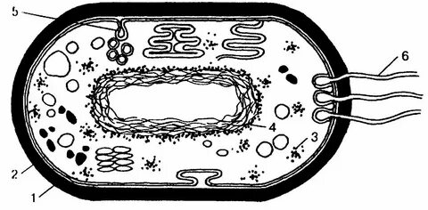 Клетка бактерий прокариот