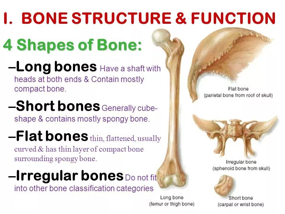 Bone meaning. Bone structure. classification and structure of bones. функции short bones. structure of long bone..