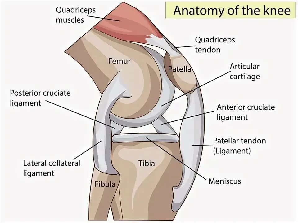 Knee & Leg - Atlas of Anatomy Anatomy, Leg anatomy, Human anatomy