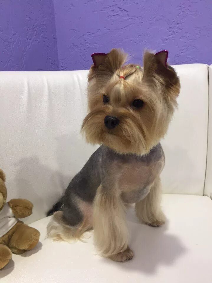 йоркширский терьер стандарт стрижки. стрижка мини йорка мальчика. стрижка мини йорка мальчика. йоркширский терьер мини подстриженный. стрижка мини йорка мальчика.