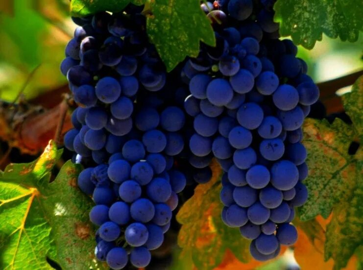 Виноград кишмиш иванка. Кангун сорт винограда. Сорта винограда. Вранац виноград. Пино нуар лоза.