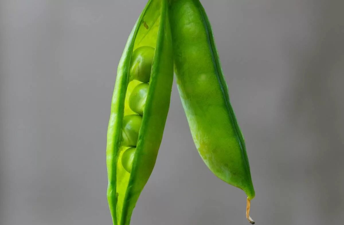 Pisum sativum плод. Немного гороха. Горох индетерминантный горох. Зеленый горошек на грядке. У гороха плод стручок.