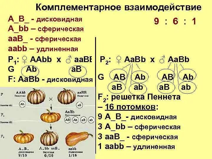 Формы взаимодействия неаллельных генов комплементарность. Неаллельные гены комплементарность 9 6 1. Комплементарность форма тыквы. Комплементарное взаимодействие генов расщепление 9 6 1.