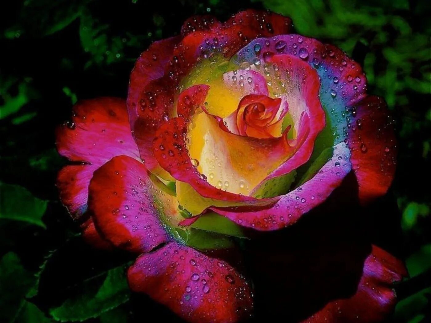 Невероятные цветы. Красивые розы. Разноцветные розы.