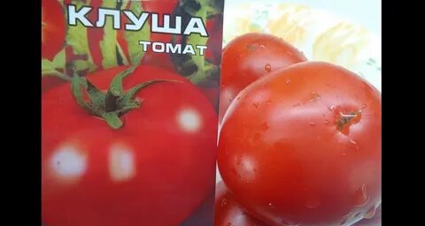Сорт томатов клуша характеристика