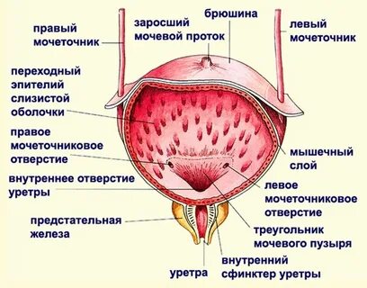 Отверстие мочеиспускание