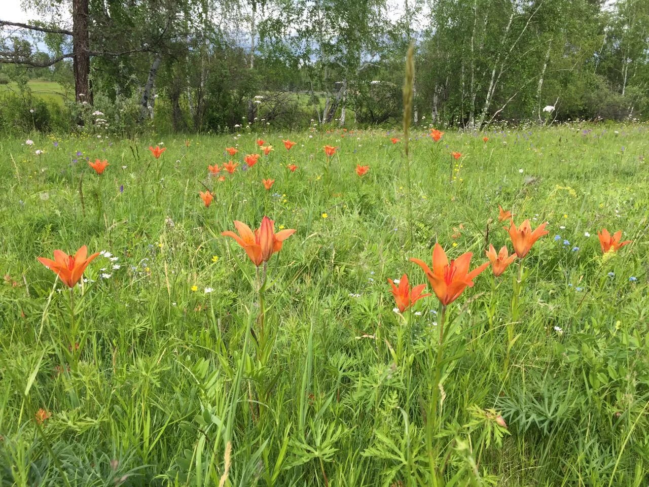 Сардаана сибэкки. Сардаана сибэкки поле. Лето Якутия Сардаана сибэкки. Сардаана сибэкки Лилия. Сарданов якутия