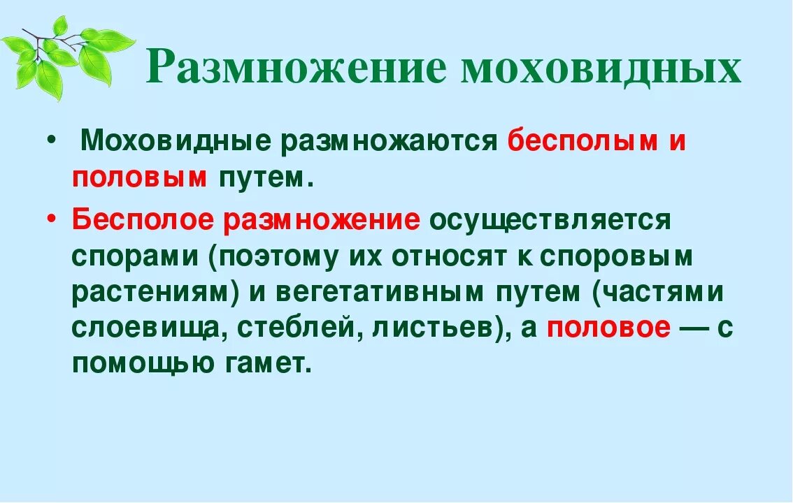 Размножение мохообразных. Размножение моховидных. Размножение и значение моховидных. Моховидные особенности размножения. Бесполое размножение моховидных.