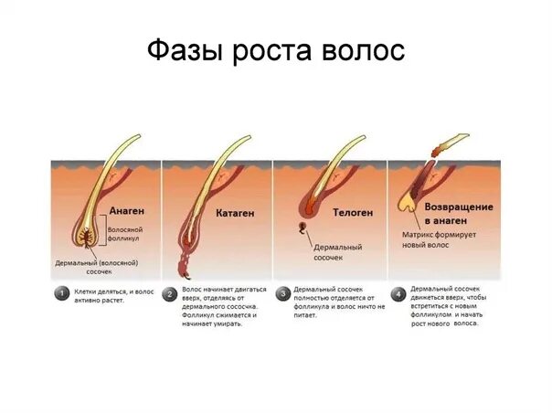 Помогает Ли Сперма В Росте Волос