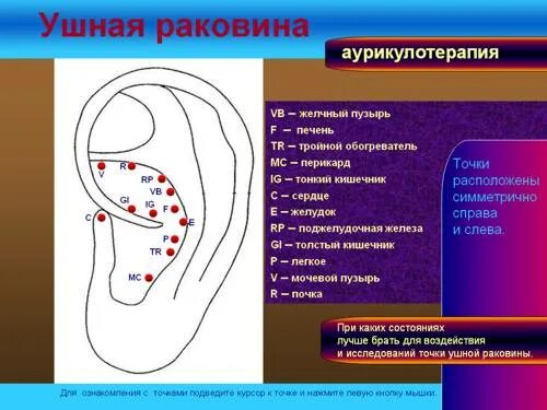 Аурикулотерапия атлас аурикулярных точек. Точка желчного пузыря. Точки желчного пузыря на теле. Проекция органов на ушной раковине аурикулотерапия.