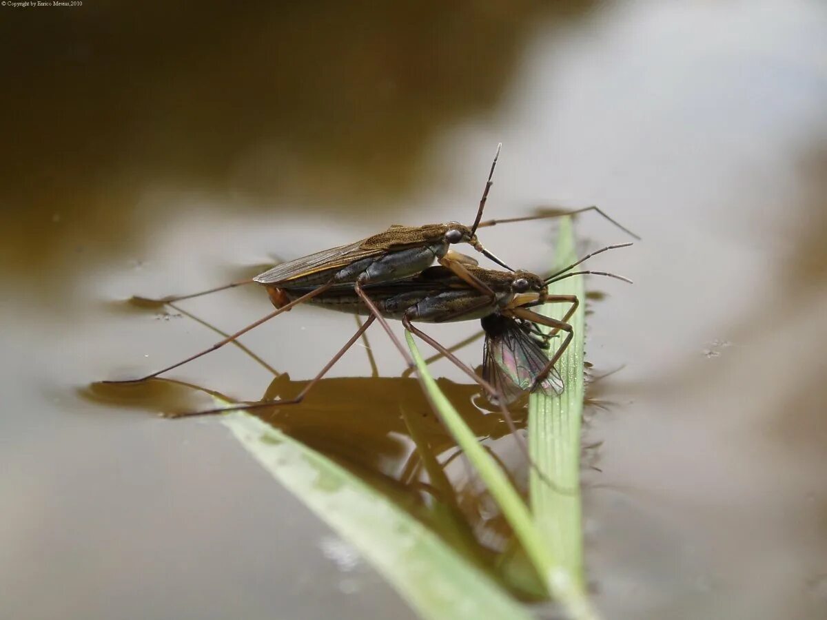 Водомерка питается. Клоп водомерка. Что едят водомерки. Клоп водомерка. Жук водомерка.