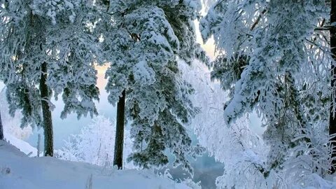 Snow trees