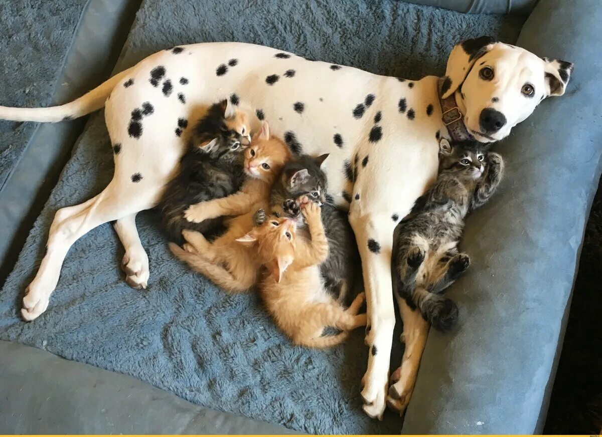 Pin on Sweet Dogs Bakery