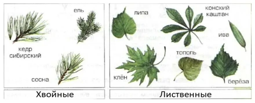 Группа листья времени. Лесные производители окружающий мир 3. Сосна Сибирская листорасположение. Листья с бронзой сравнение. Частично надорванные листья подрастут до первоначальных размерах.