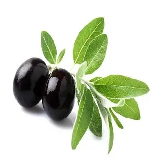 Листья оливы экстракт
