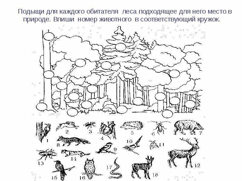 Задания по теме природа. Задания по экологии. лес задания для дошкольников. рассели животных по этажам леса. экология задания для дошкольников.