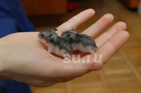 Хомяк 3 месяца