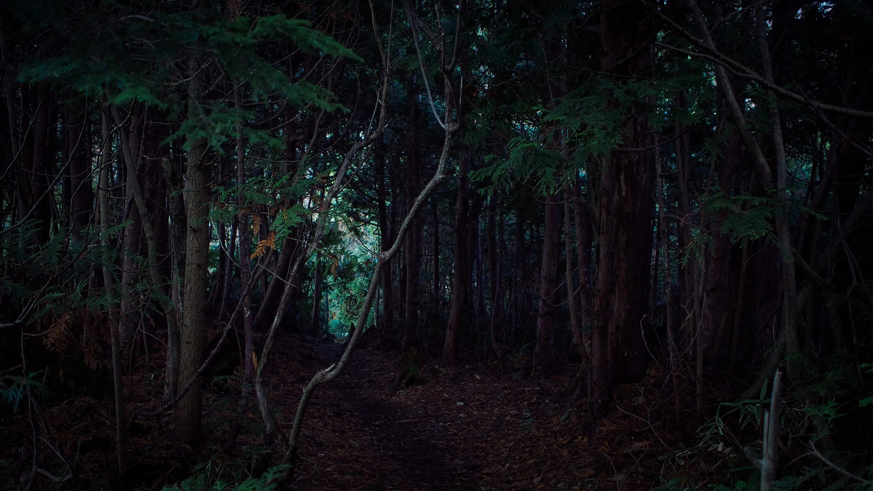 Джунгли вечером в среду. Страшный лес. Тропический лес ночью. «Ночь в лесу». Темные джунгли.