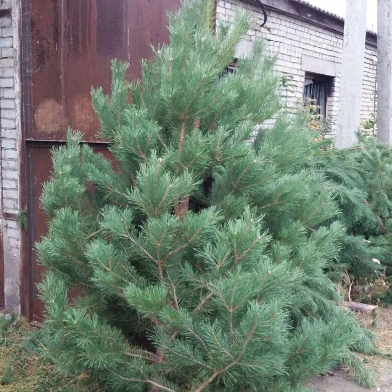 Pinus елка беркшире 2. сосна новогодняя. сосна на новый год с доставкой. сосна пушистая живая. сосна на новый год с доставкой.