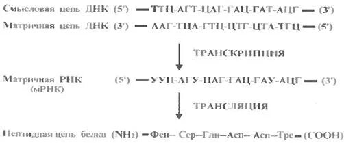 Смысловая и транскрибируемая цепь днк решение. Смысловая цепь ДНК. Смысловая и транскрибируемая цепь ДНК. Кодирующая и матричная цепь ДНК. Названия цепей ДНК матричная и.