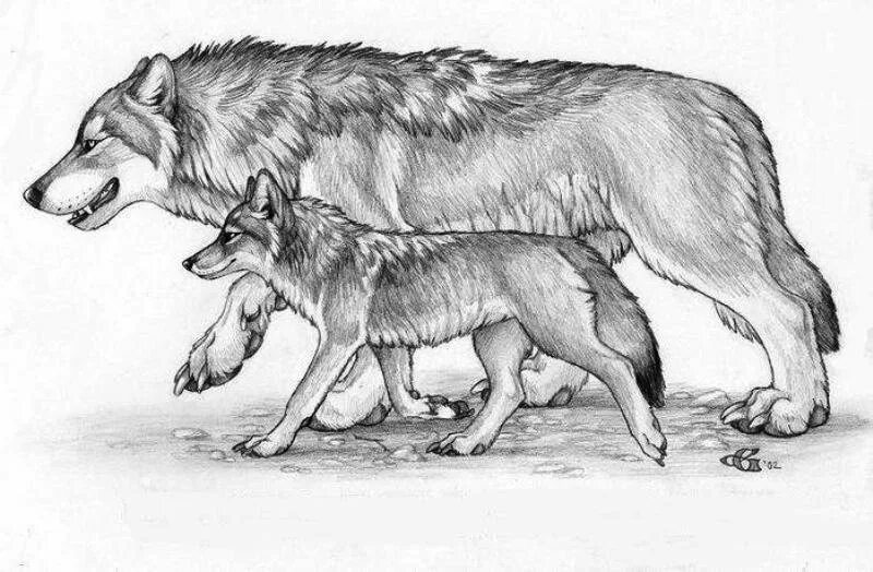 Волк и собака толстой. Пришвин таинственный ящик. Таинственный ящик пришвин иллюстрации. Волк и Волчонок басня Крылова.