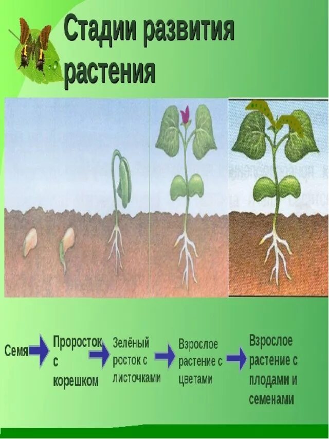 Этапы развития растений. Фазы роста и развития растений. Стадии развития растений. Стадии роста и развития растений.