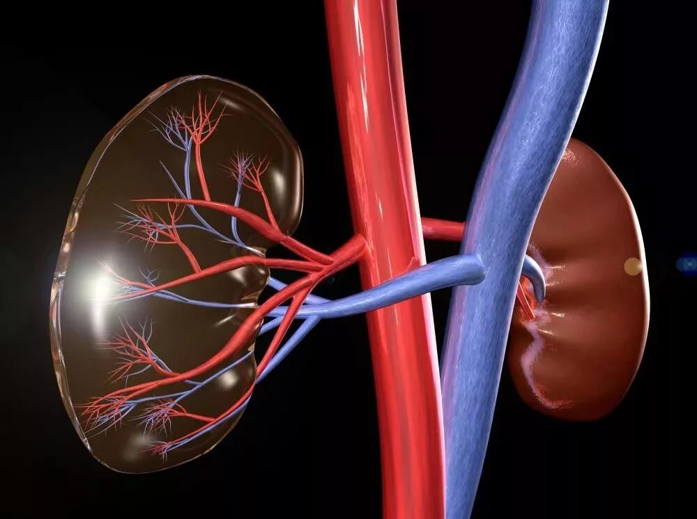 Мочевыделительная система человека капсула шумлянского. Кровоснабжение почки анатомия артерии. Мембрана клубочка почки. Строение капиллярного клубочка почки. Кровеносные сосуды почки.