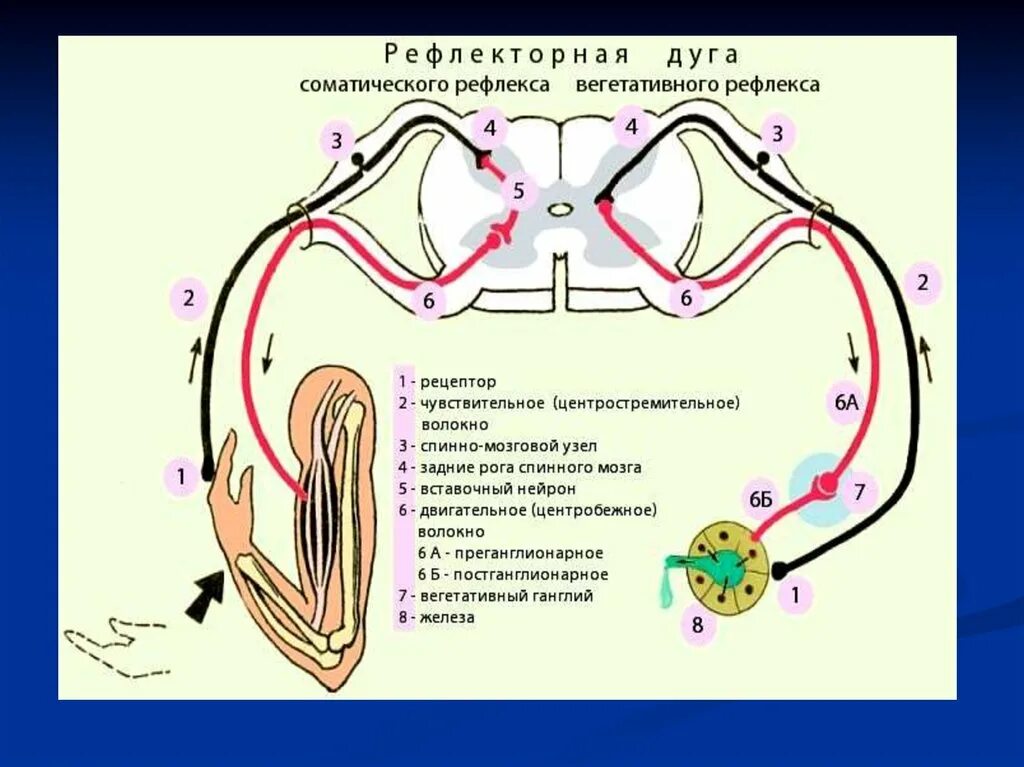 Рефлекторная дуга железы