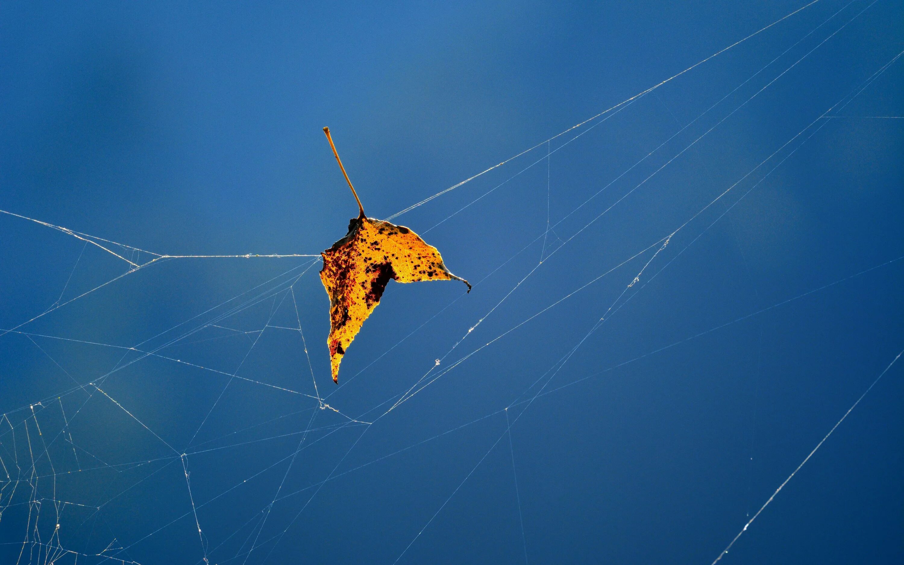 осень паутинка. летающая паутина. летающие паутинки. паучий дождь в австралии. паутинка в воздухе.