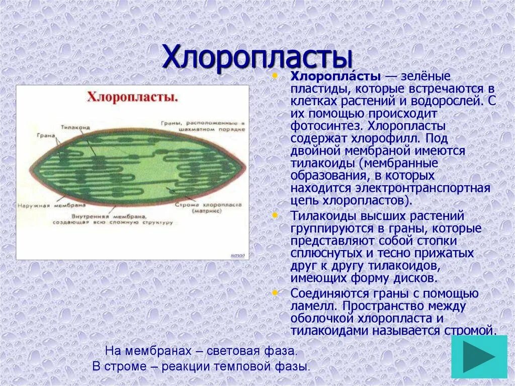 Хлоропласты зеленые. Строма хлоропласта в клетке. хлоропласты функции. тилакоиды хлоропластов функции. функции стромы в хлоропласте.