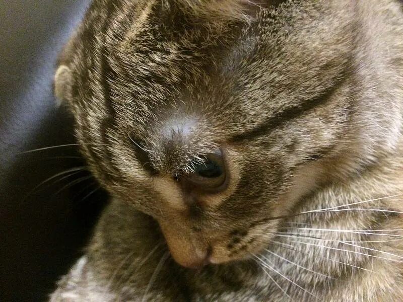 Залысины у кошки над глазами. Кошки над ушами. Кошачий стригущий лишай. Кошачьи ушки. Кошки над ушами.
