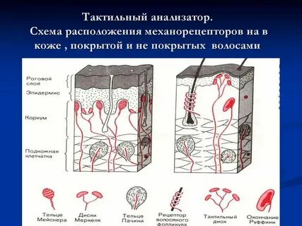 Рецепторы органов сенсорной системы