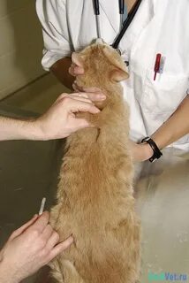 Подкожный укол коту в холку