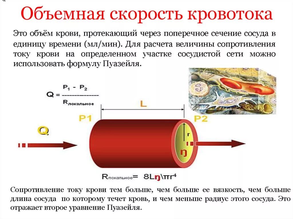 Какова зависимость изменения скорости движения крови. Суммарное поперечное сечение сосудов. Поперечное сечение кровеносных сосудов. Поперечное сечение сосудов физиология. Суммарная площадь поперечного сечения кровеносных сосудов.