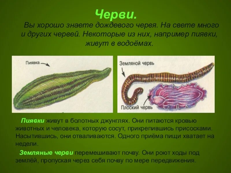 3 признака кольчатых червей. Представители пиявок кольчатых червей.